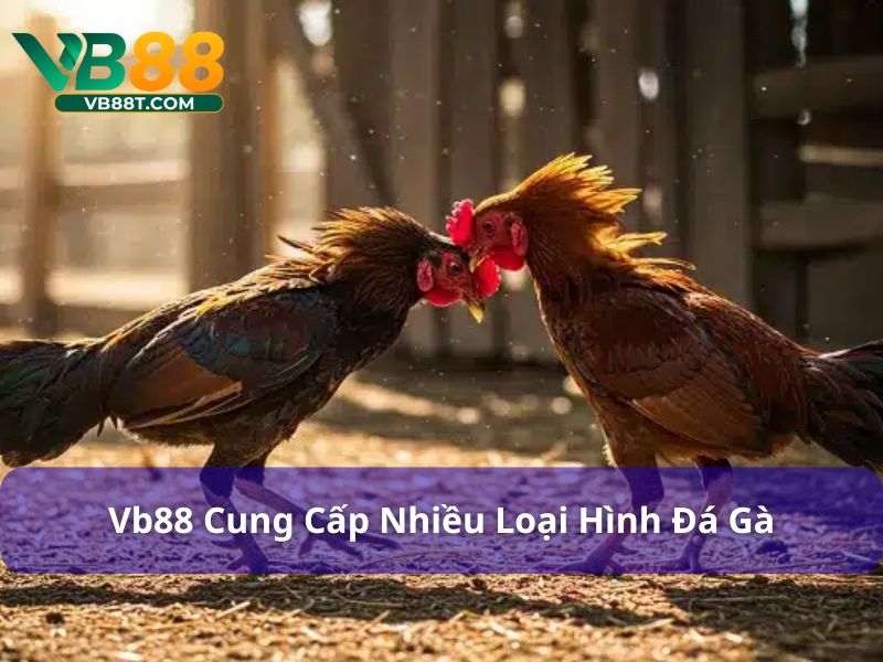 Các loại hình đá gà mà Vb88 cung cấp