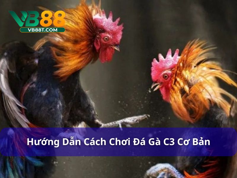 Chiến Lược Chơi Đá Gà C3: Tối Đa Hóa Cơ Hội Thắng Cách chơi đá gà C3
