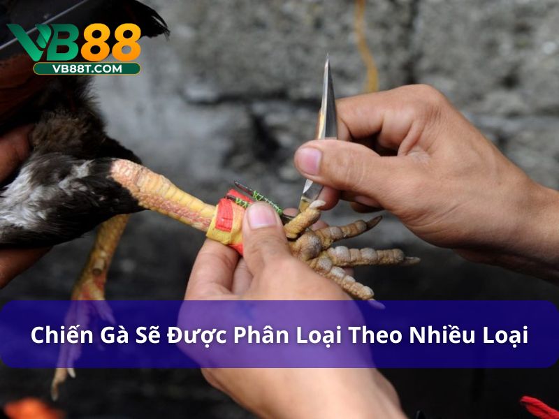 Chiến gà sẽ được phân loại theo nhiều loại
