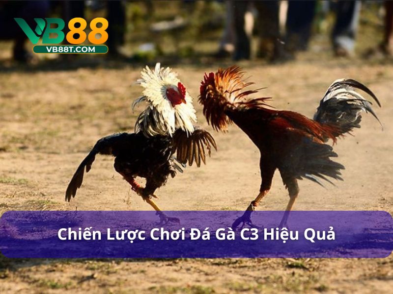 Chiến Lược Chơi Đá Gà C3: Tối Đa Hóa Cơ Hội Thắng Chiến lược chơi đá gà C3 hiệu quả hơn