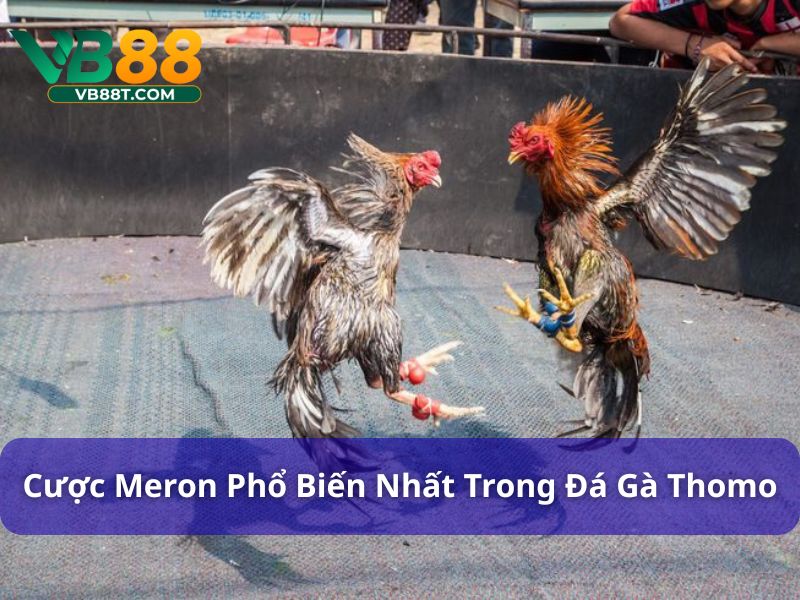 Cược Meron phổ biến nhất trong Đá gà Thomo