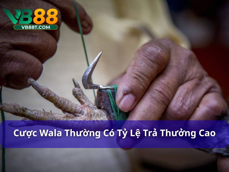 Cược Wala thường có tỷ lệ trả thưởng cao