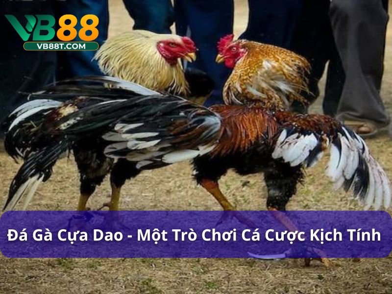 Đá Gà Cựa Dao là một trò chơi cá cược đầy kịch tính