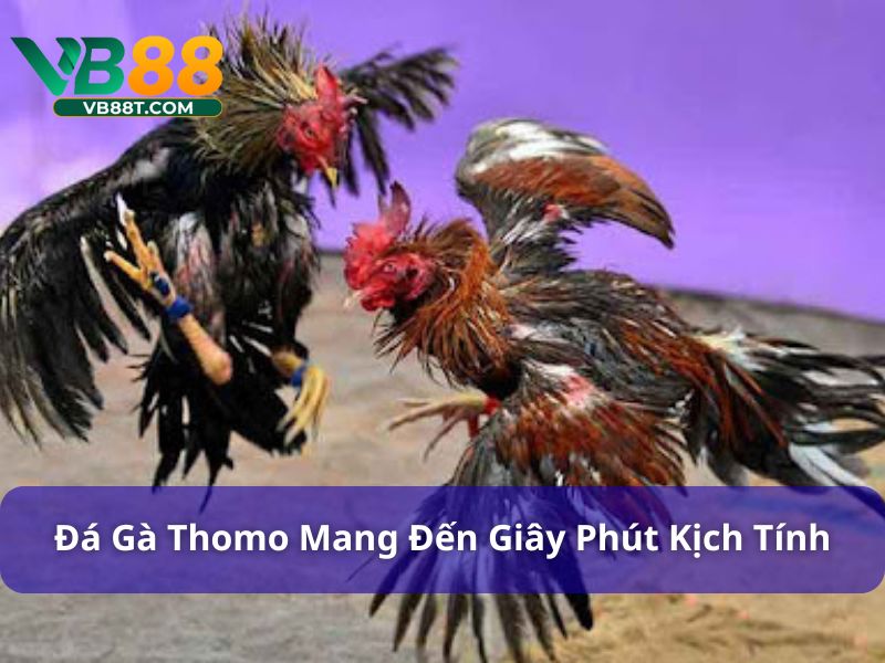 Đá gà Thomo mang đến những giây phút kịch tính
