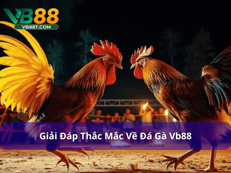 Giải đáp thắc mắc về đá gà Vb88