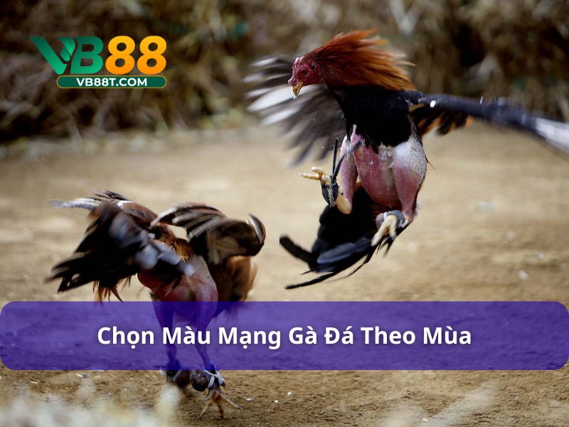 Bí Kíp Chọn Màu Mạng Gà Đá Ngày Hôm Nay Bất Bại Nên Thử Chọn màu mạng gà đá ngày hôm nay theo mùa