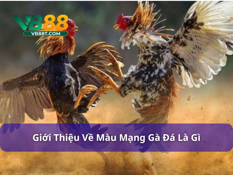 Bí Kíp Chọn Màu Mạng Gà Đá Ngày Hôm Nay Bất Bại Nên Thử Tìm hiểu về màu mạng đá gà