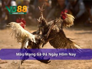 Màu mạng gà đá ngày hôm nay