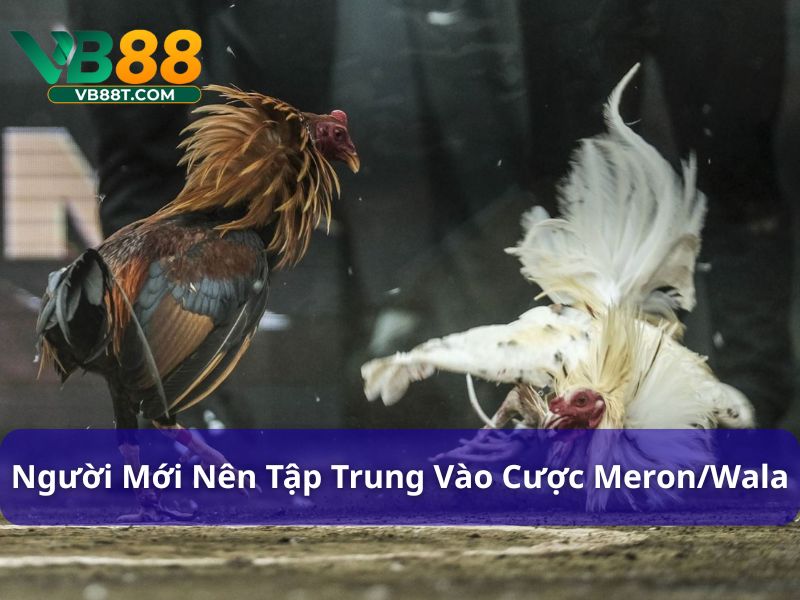 Người mới nên tập trung vào cược Meron/Wala