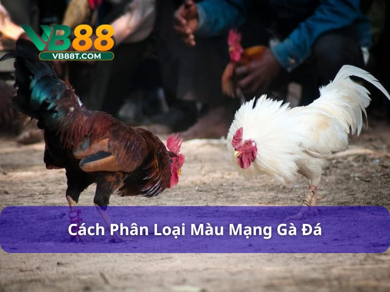 Bí Kíp Chọn Màu Mạng Gà Đá Ngày Hôm Nay Bất Bại Nên Thử Xác định màu mạng đá gà dựa trên giống và ngũ hành